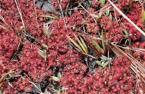Drosera kaieteurensis
