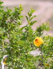 Hibiscus scottii, photograph (c) Morten Ross, some rights reserved (CC BY)
