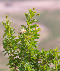 Hibiscus scottii, photograph (c) Morten Ross, some rights reserved (CC BY)