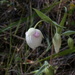 White Globe Lily - Photo (c) Dan and Raymond, some rights reserved (CC BY-NC-SA)