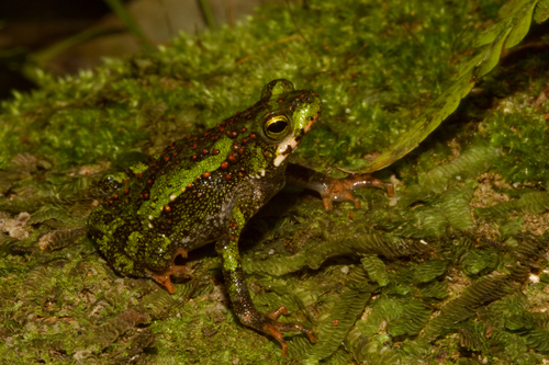 Incilius coniferus