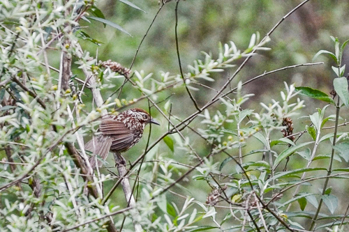 Chinese Babax (Pterorhinus lanceolatus), photo 5