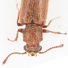 Lyctus