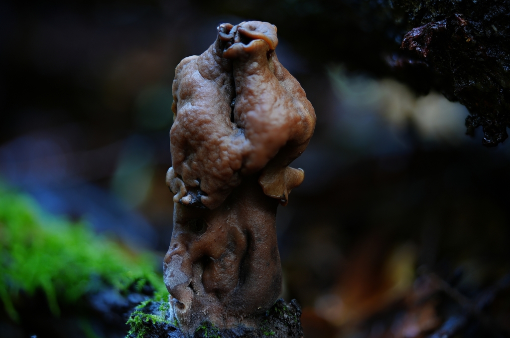 Paragyromitra sp. 'PNW01'