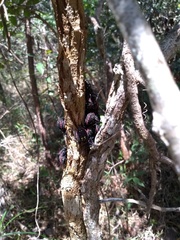 Pachylis pharaonis