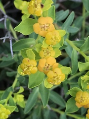 Euphorbia spinosa