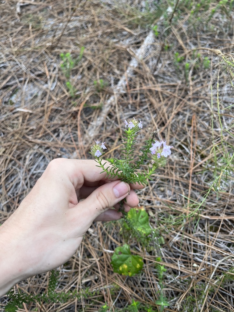 Florida pennyroyal from Jupiter, FL, US on January 25, 2024 at 0326 PM