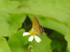 Heliophorus epicles