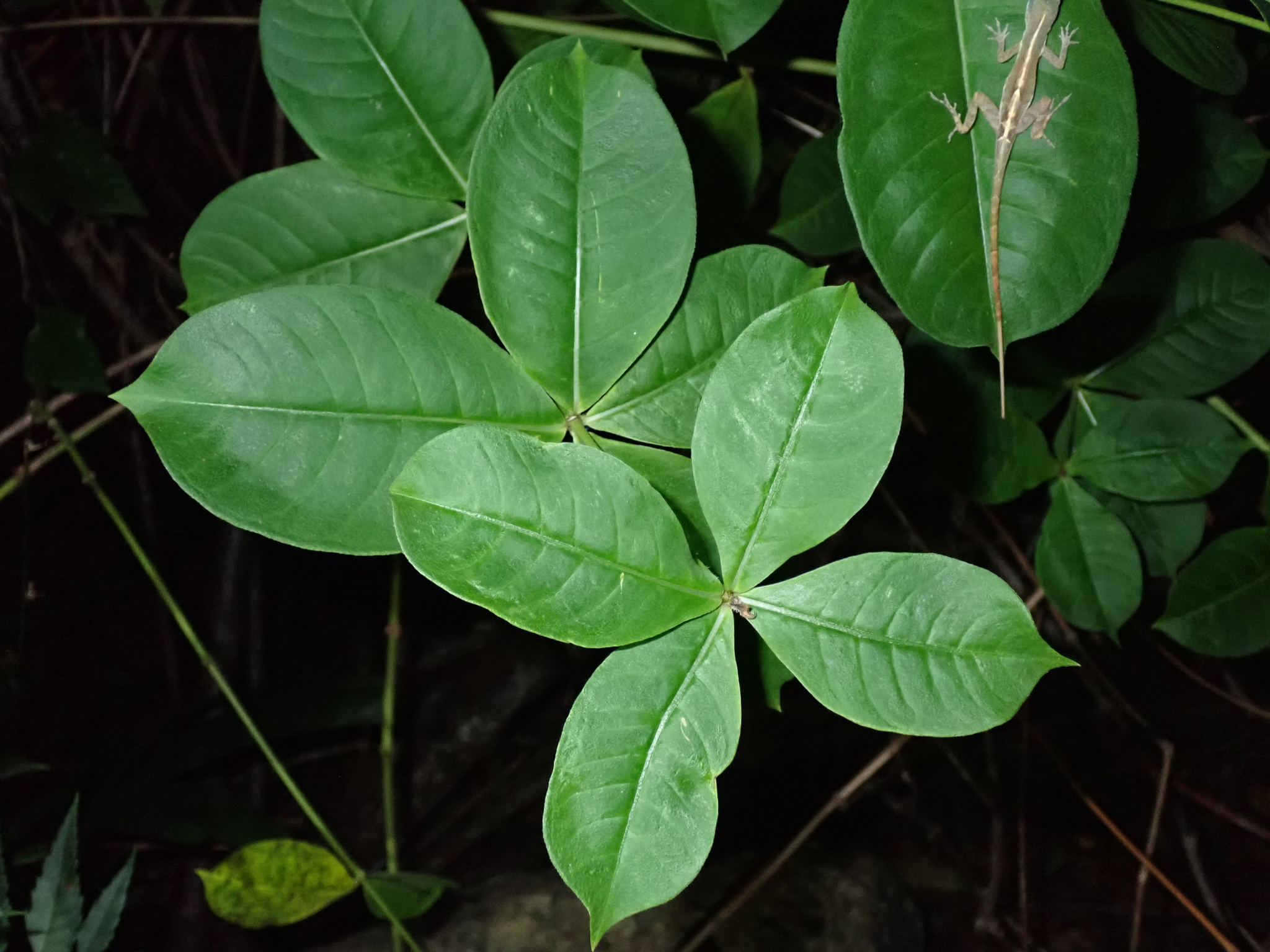 Imagem de Alamanda-roxa