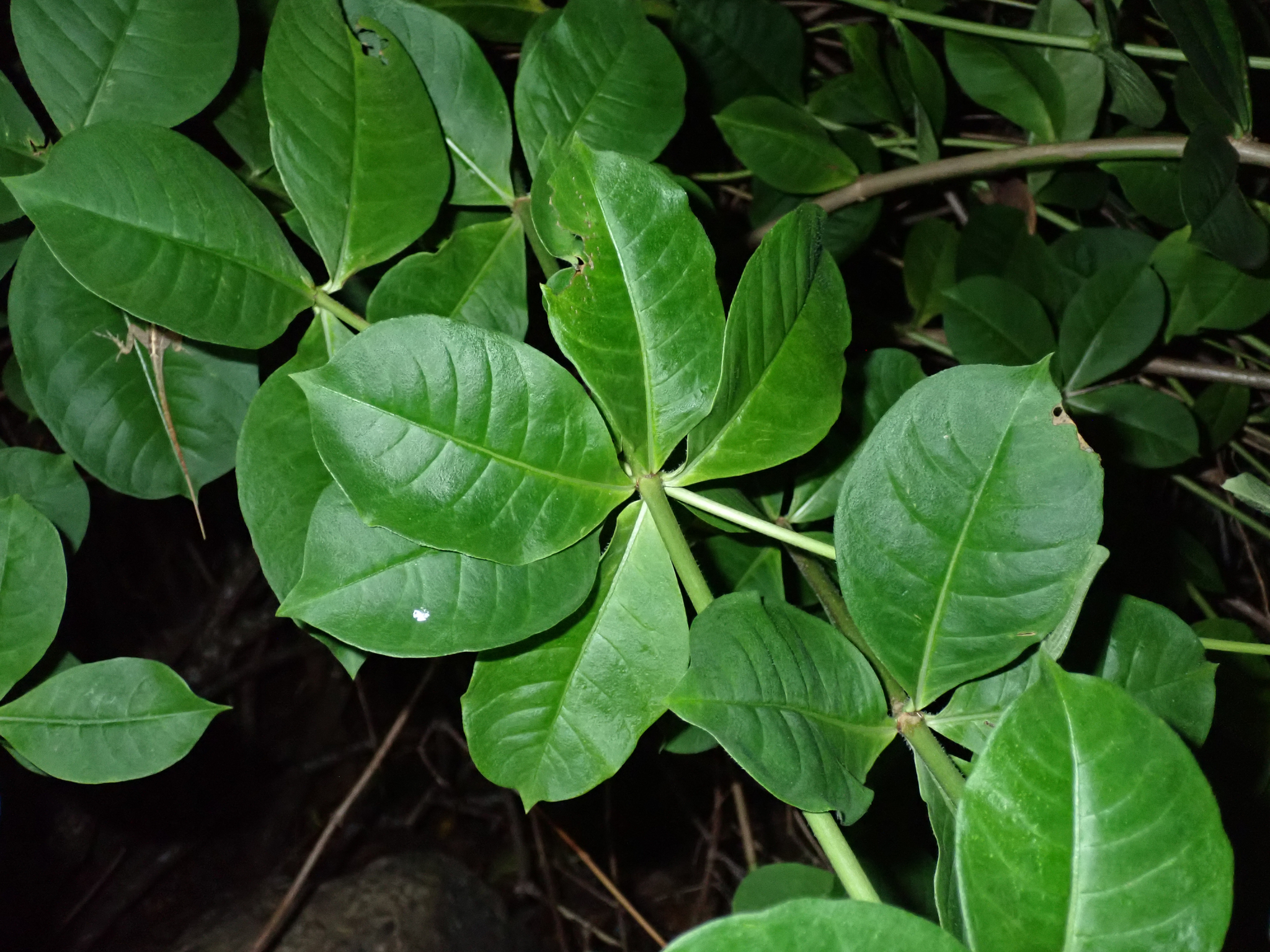 Imagem de Alamanda-roxa
