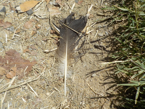 Plume de Cygne noir