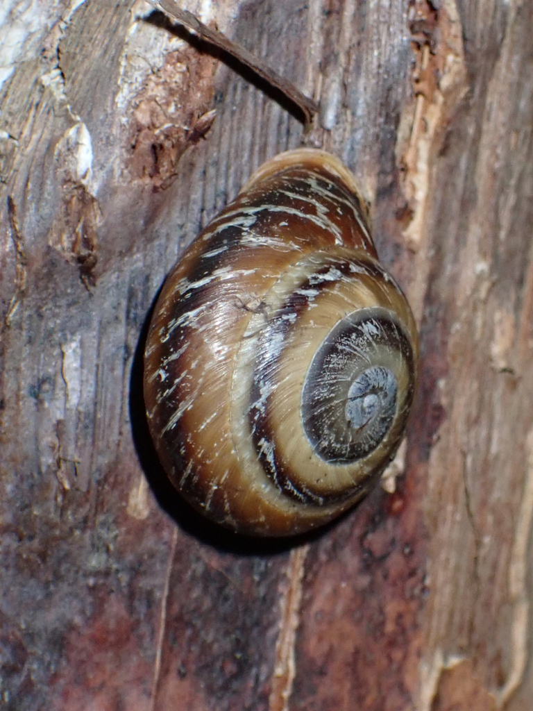 Dentellaria formosa