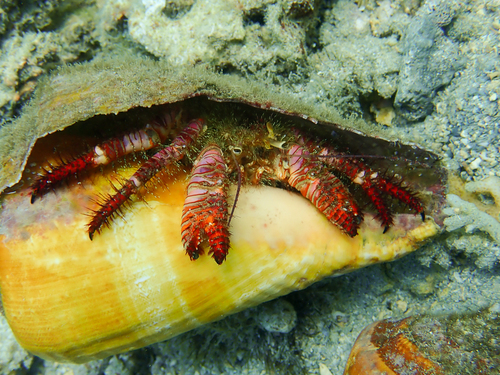 Aniculus elegans