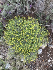 Euphorbia spinosa