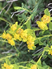 Euphorbia spinosa