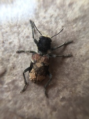 Clerus mutillarius