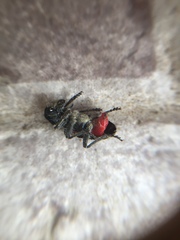 Clerus mutillarius