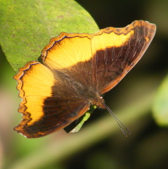 Eurytela dryope angulata