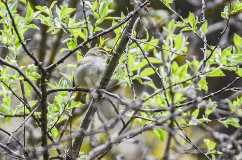 Large-billed Leaf Warbler (Phylloscopus magnirostris), photo 4