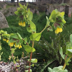 Cerinthe major