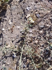 Nerisyrenia camporum