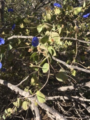 Jacquemontia abutiloides