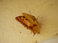 Charaxes macclounii