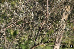 Curruca communis