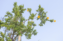 Hibiscus scottii, photograph (c) Morten Ross, some rights reserved (CC BY)