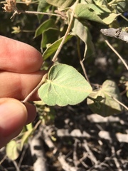 Jacquemontia abutiloides