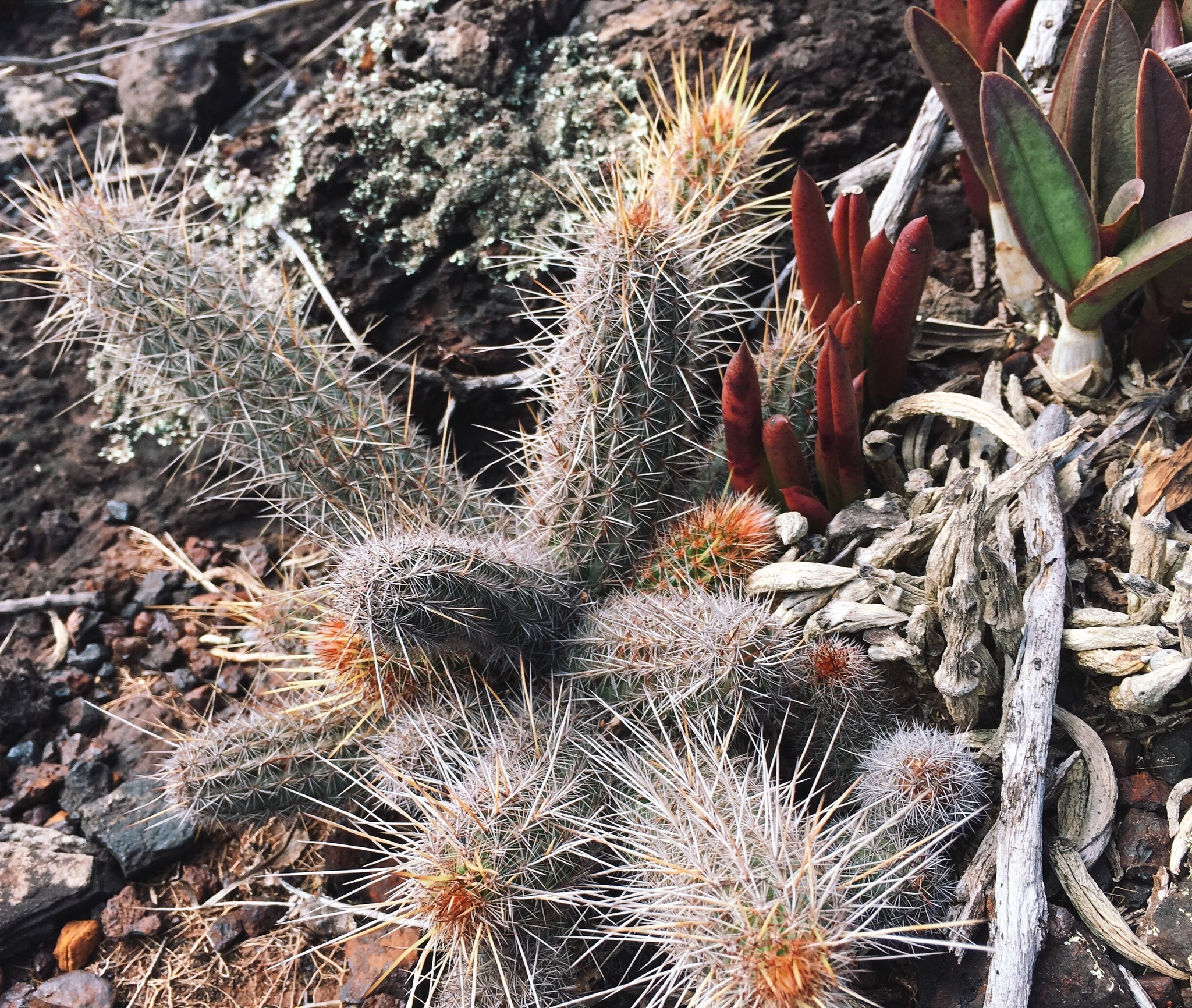 Arthrocereus glaziovii