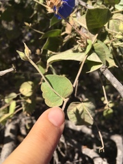 Jacquemontia abutiloides