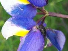 Astylus bourgeoisi