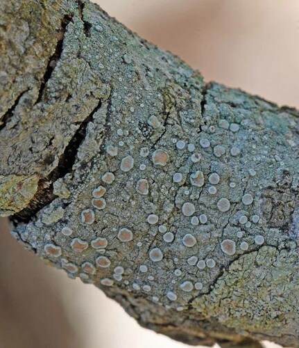 Lecanora miculata, 2024-01-19