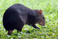 Dasyprocta fuliginosa