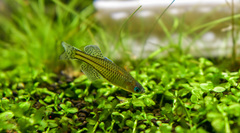 Gertrude's Blue-Eye photo 2