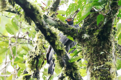 Buteogallus schistaceus