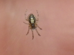 Araneidae