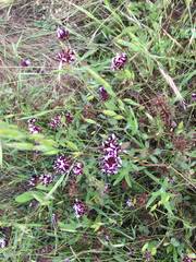 Trifolium variegatum