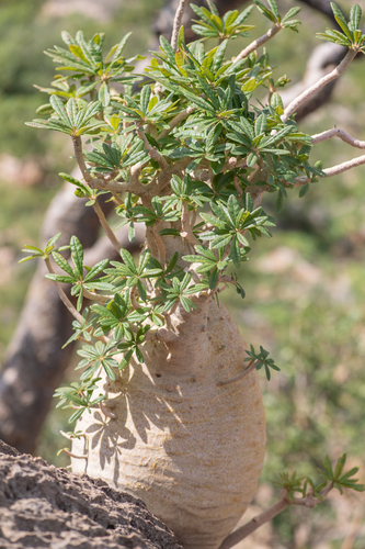 Dorstenia gigas