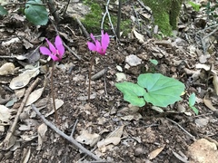 Cyclamen repandum