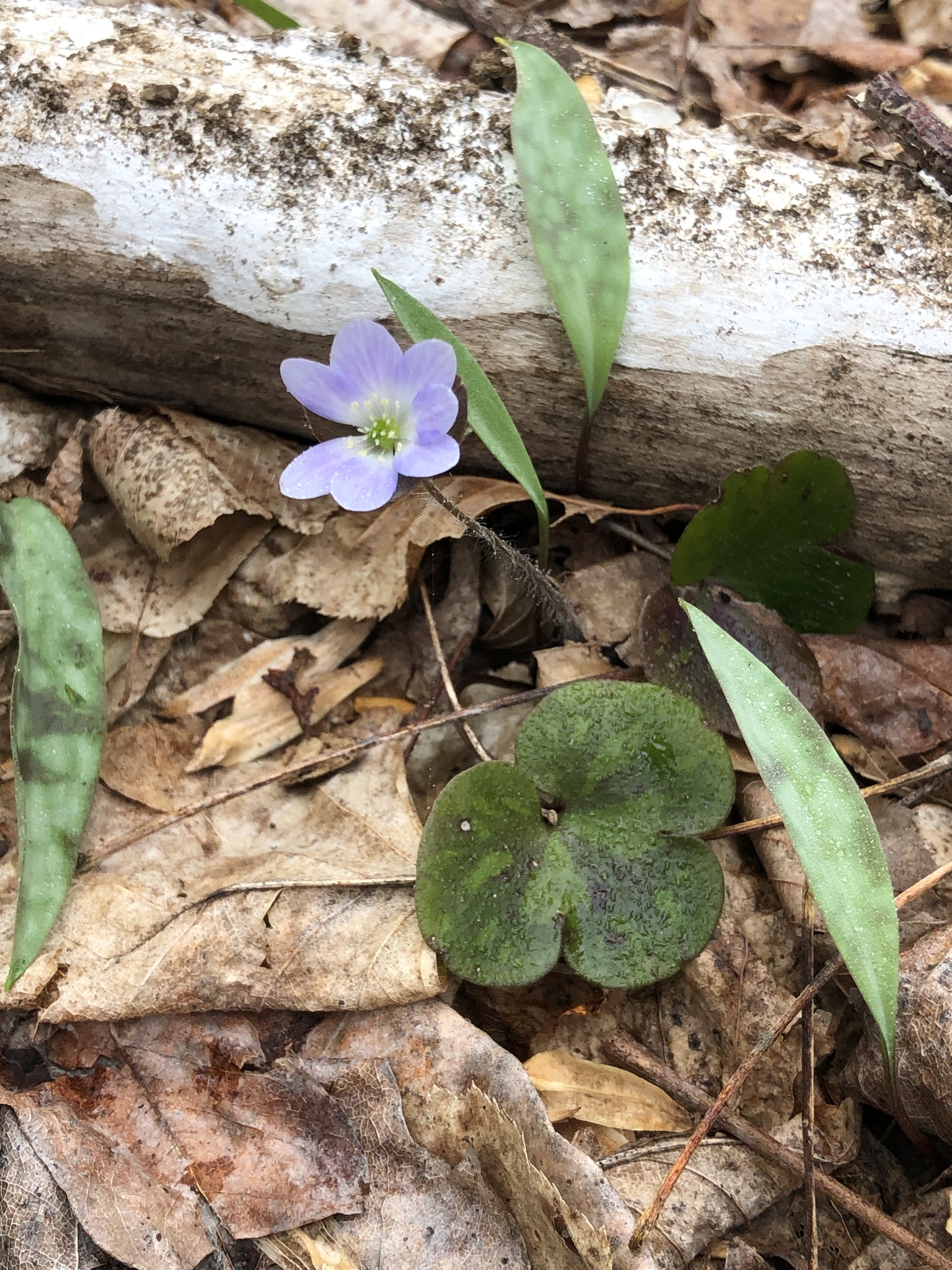 Anemone americana
