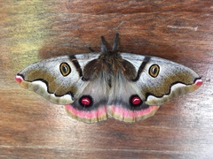 Polythysana rubrescens