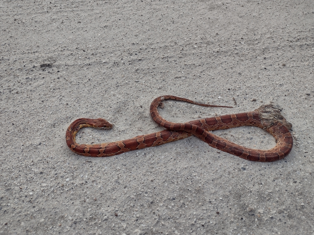 Corn Snake In January 2024 By Snakhere Sad Dor INaturalist   Large 