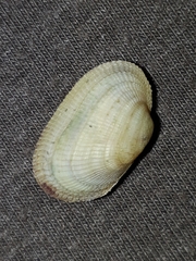 Barbatia