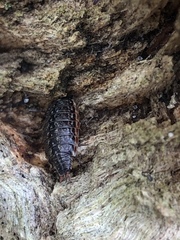 Philoscia muscorum
