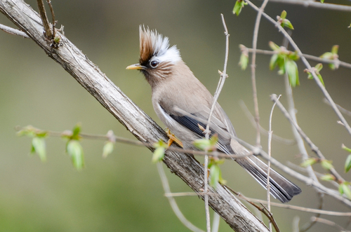 White-collared Yuhina (Parayuhina diademata), photo 4