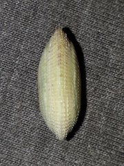 Barbatia