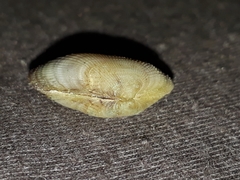 Barbatia