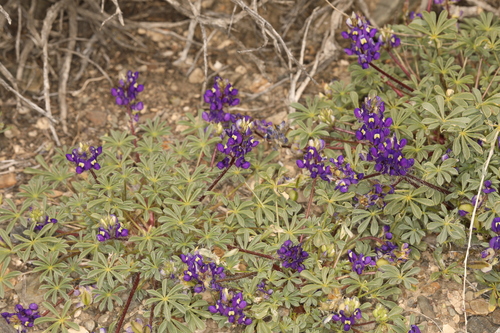 Image of Lupinus flavoculatus by (c) Steve Matson, some rights reserved (CC BY)